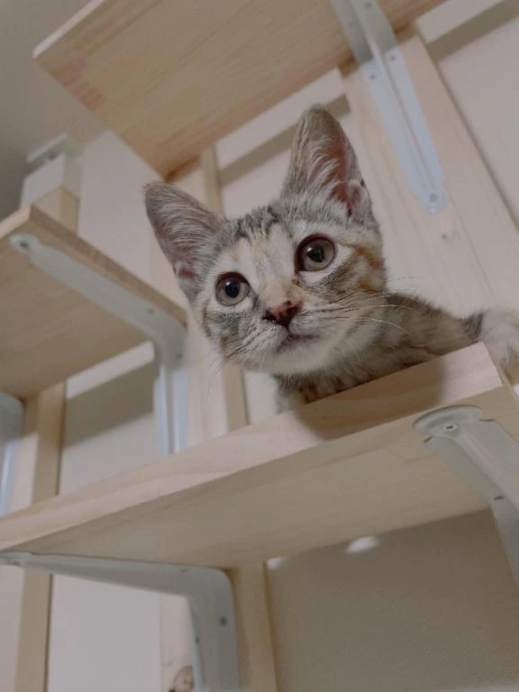 🐱共存はできないけど好きだよ🐱｜写メ日記｜りお｜池袋 一般デリヘル My Essentials　池袋