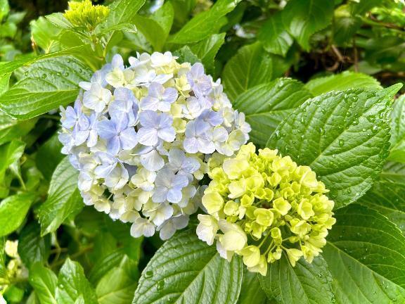 リクエスト｜写メ日記｜さゆり｜鶯谷 人妻デリヘル ノーハンドの人妻　鶯谷・上野店