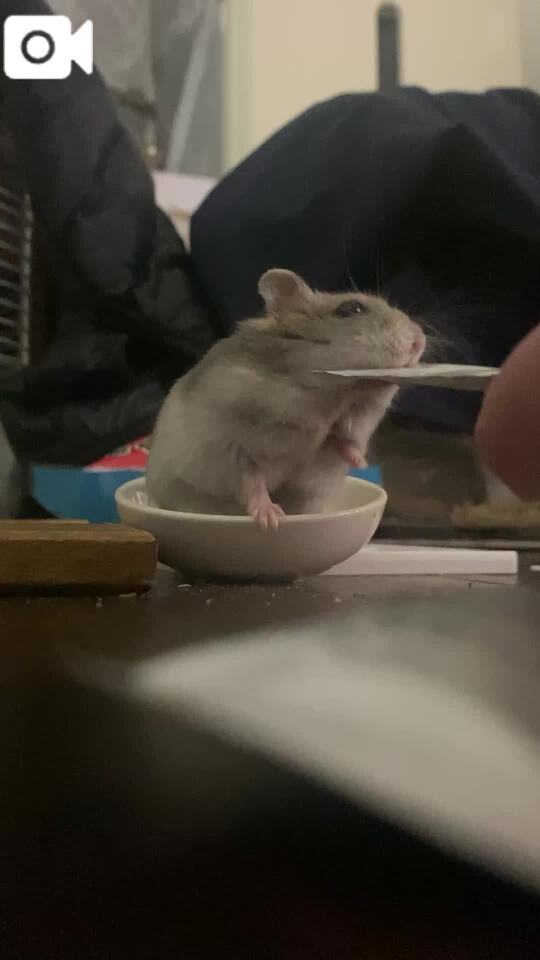 ご飯タイム🐹♡｜写メ日記｜さゆり｜鶯谷 人妻デリヘル 濃厚即19妻