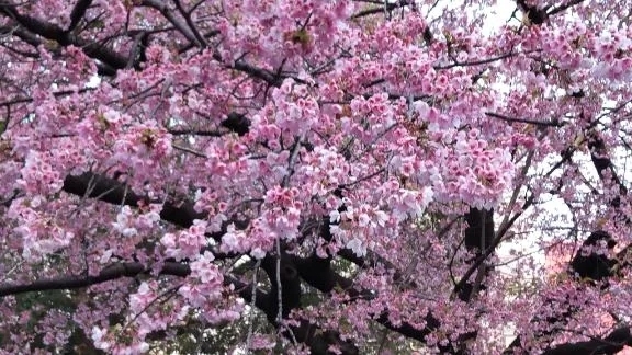 来週は平日出勤あるよd('∀'*)ｱﾙﾖ!｜写メ日記｜まゆ｜鶯谷 人妻デリヘル 濃厚即19妻