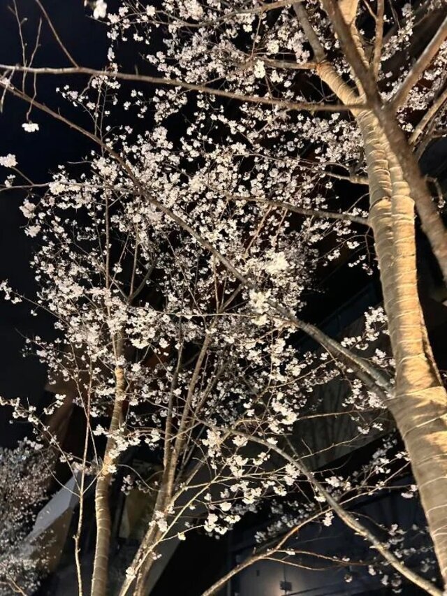 今日以降の予定✨｜写メ日記｜かおり｜鶯谷 人妻デリヘル 濃厚即19妻