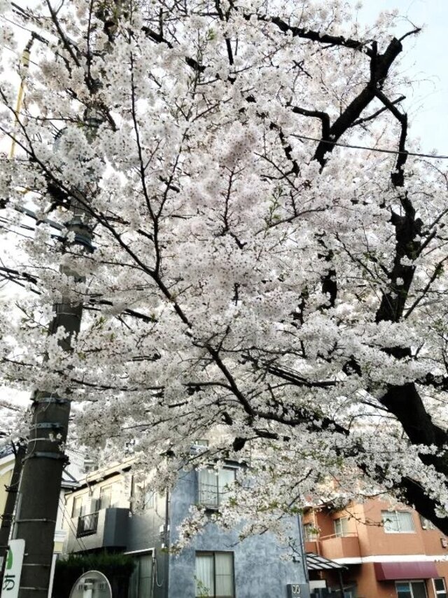 4月〜(*´∀｀*)｜写メ日記｜あずさ｜鶯谷 人妻デリヘル 濃厚即19妻