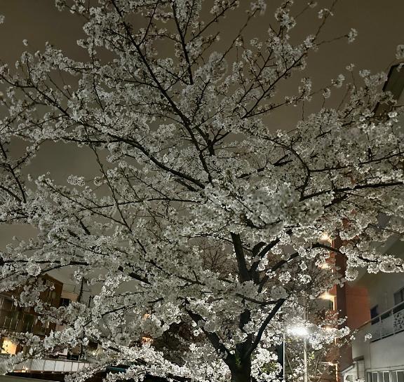 久しぶりの出勤です😌｜写メ日記｜あきな｜鶯谷 人妻デリヘル 濃厚即19妻