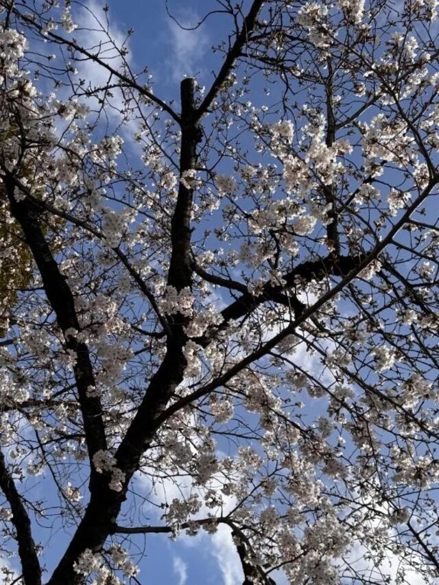 🌸🌸｜写メ日記｜るい｜鶯谷 人妻デリヘル 濃厚即19妻