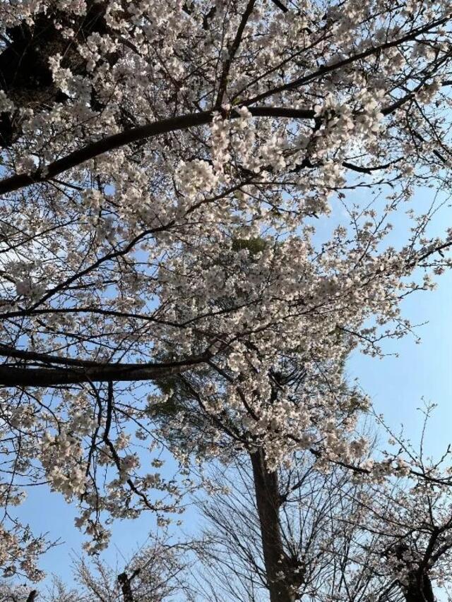 向こうのひと｜写メ日記｜せな｜鶯谷 人妻デリヘル 濃厚即19妻
