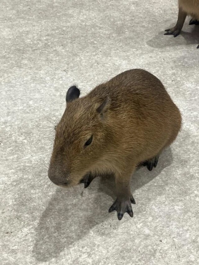 しおんに代わりまして、代打 カピバラ！