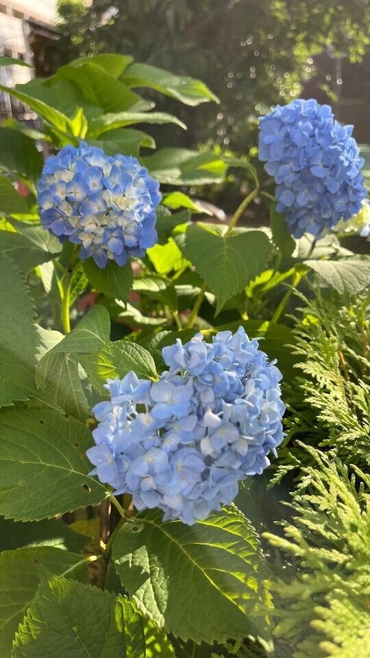 今日もよろしくお願いします💖｜写メ日記｜のあ｜鶯谷 人妻デリヘル 濃厚即19妻