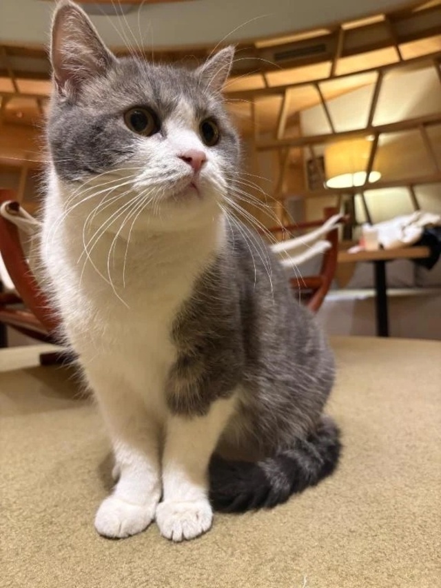😇🐱｜写メ日記｜とも｜鶯谷 人妻デリヘル 濃厚即19妻