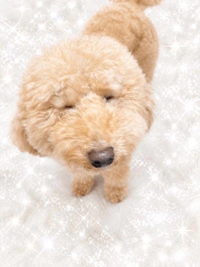 ☂️☔️⚡️😭🐶｜写メ日記｜とも｜鶯谷 人妻デリヘル 濃厚即19妻