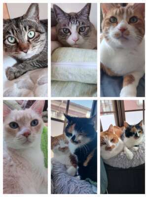 我が家の愛猫🐱｜写メ日記｜高橋｜鶯谷 人妻デリヘル メガフォース