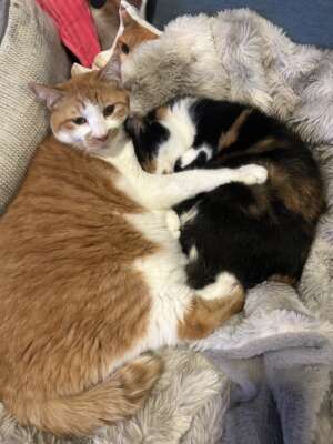 ごめんなさい｜写メ日記｜高橋｜鶯谷 人妻デリヘル メガフォース