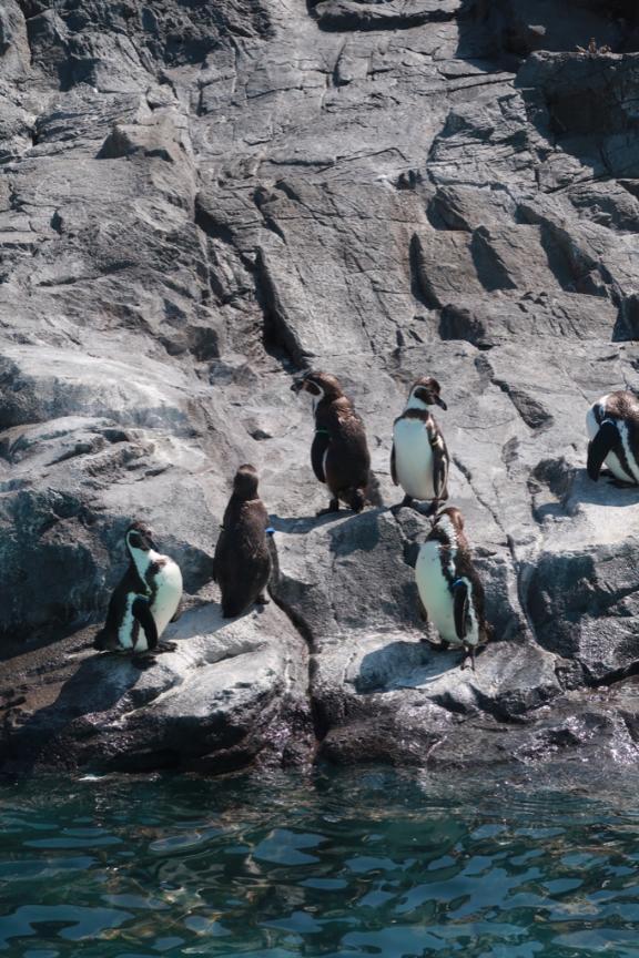 スイ今日います🐈｜写メ日記｜スイ｜銀座・新橋・汐留 一般デリヘル 贅沢なひと時