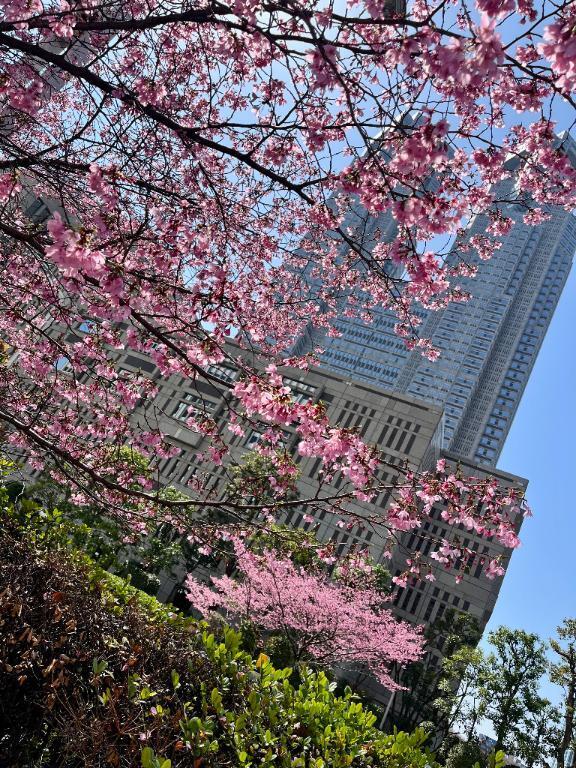 桜の様にはならぬ！｜写メ日記｜あんな｜銀座・新橋・汐留 一般デリヘル 贅沢なひと時