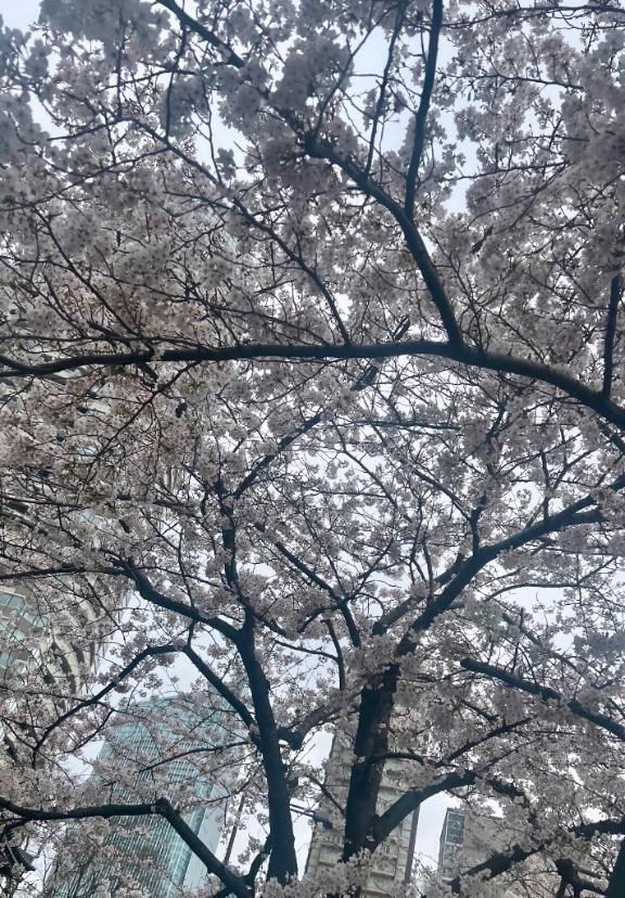 日常のふとした瞬間📸｜写メ日記｜みらい｜銀座・新橋・汐留 一般デリヘル 贅沢なひと時