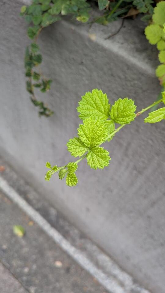 雨の匂い｜写メ日記｜美里/みさと｜銀座・新橋・汐留 一般デリヘル 贅沢なひと時