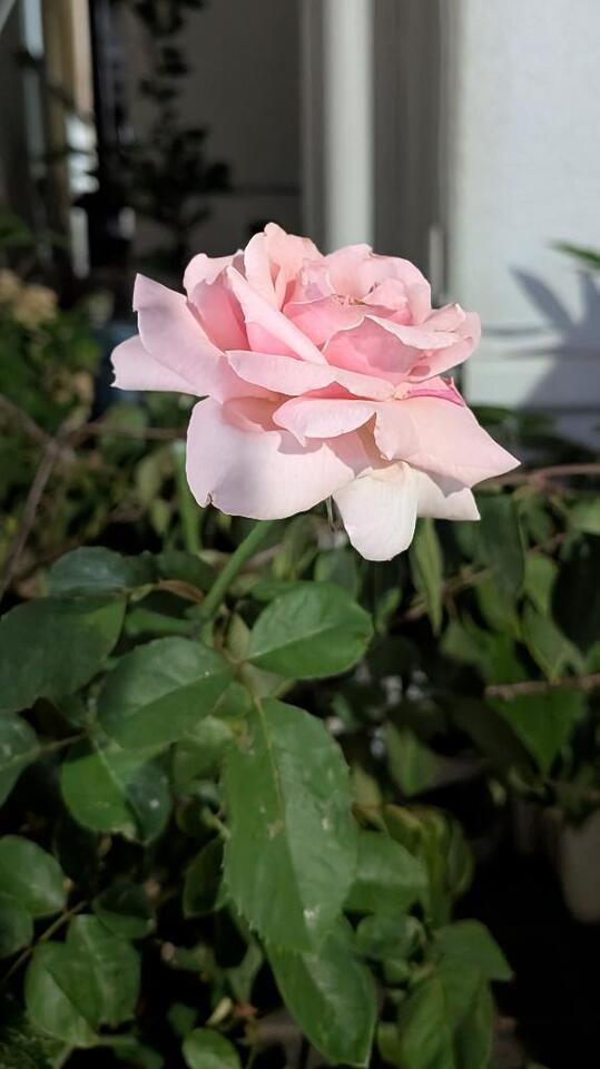 自分を磨く｜写メ日記｜美里/みさと｜銀座・新橋・汐留 一般デリヘル 贅沢なひと時