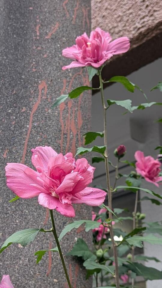 体力少😭｜写メ日記｜美里/みさと｜銀座・新橋・汐留 一般デリヘル 贅沢なひと時