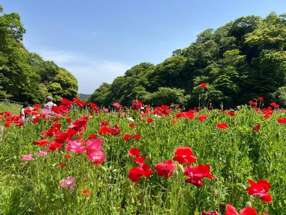 本日☀️｜写メ日記｜美浦かおり｜品川・五反田 一般デリヘル 五反田発　痴漢電車or全裸入室