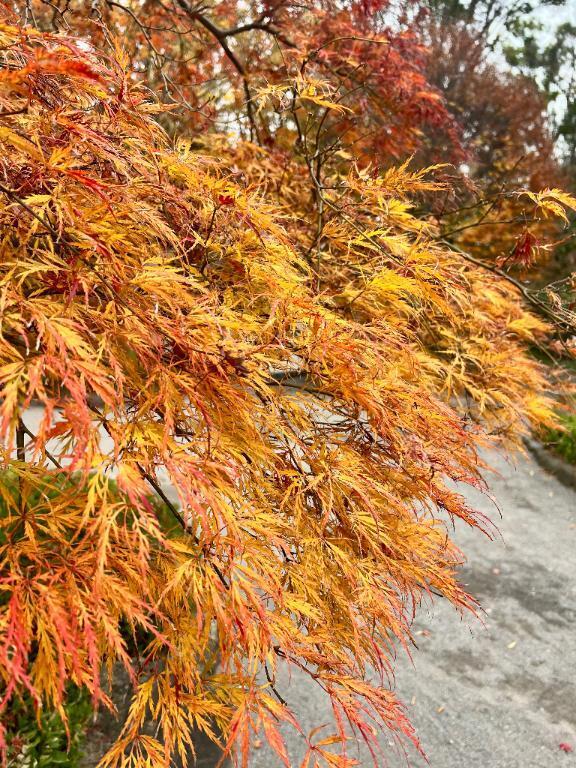 見えますか？👀｜写メ日記｜浅神ふじの｜品川・五反田 一般デリヘル 五反田発　痴漢電車or全裸入室