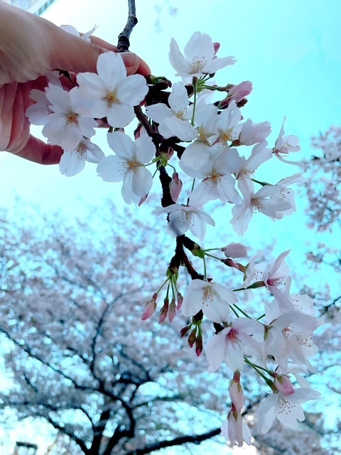 4月下旬の出勤予定｜写メ日記｜槇村｜大塚・巣鴨 人妻デリヘル 東京美人妻