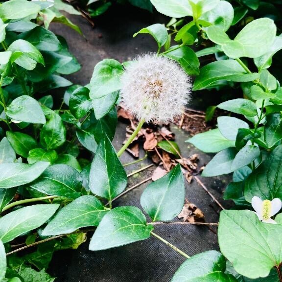 【 お詫び🙇とお知らせ🌸 】｜写メ日記｜早乙女｜大塚・巣鴨 人妻デリヘル 東京美人妻