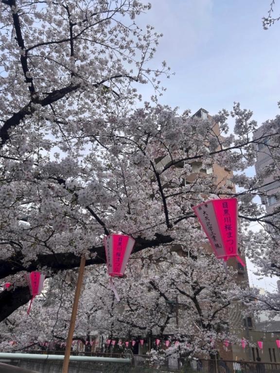 お花見のご様子との今週のこと🌸