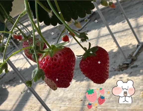 ありがとん｜写メ日記｜くるみ｜立川・八王子・三多摩 一般デリヘル Ｌove Fantasy