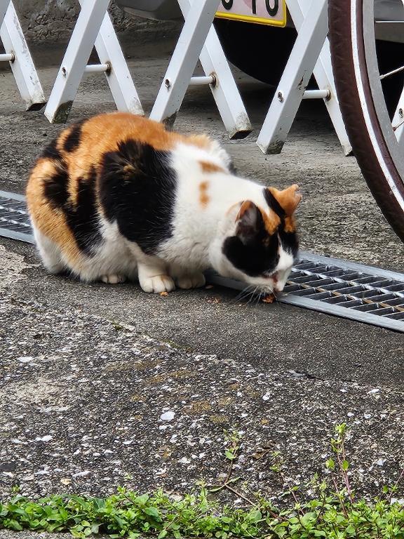 こんばんは｜写メ日記｜らいむ｜立川・八王子・三多摩 一般デリヘル Ｌove Fantasy