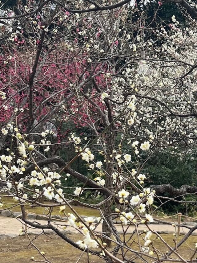 梅｜写メ日記｜上野｜鶯谷 人妻デリヘル カーネーション