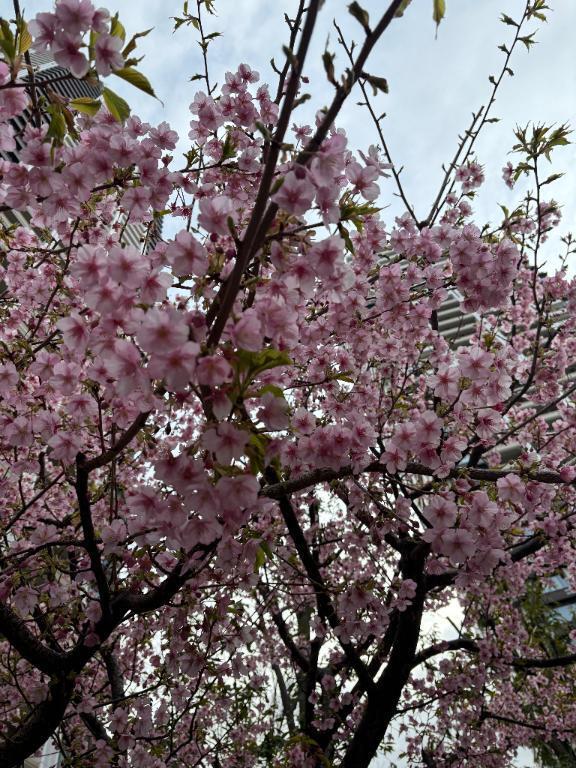 桜咲く｜写メ日記｜桃華｜六本木・麻布・赤坂 一般デリヘル セレブコレクション赤坂