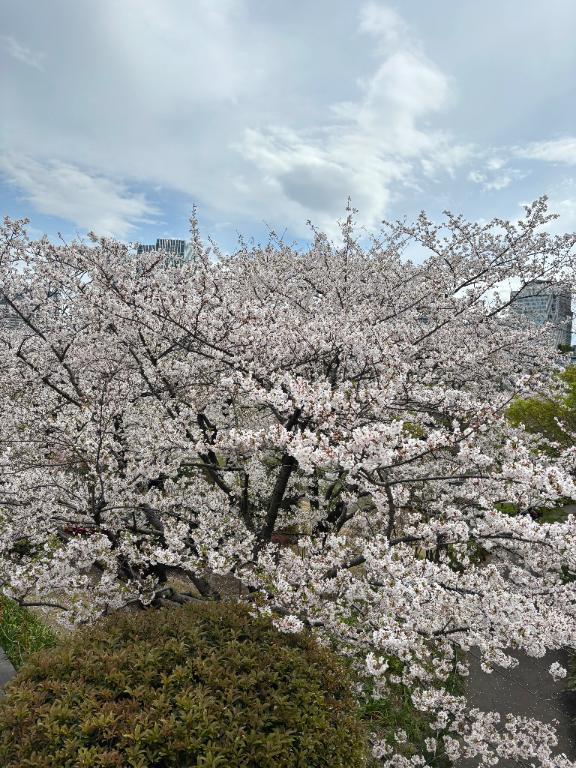 私を花見に連れてって｜写メ日記｜桃華｜六本木・麻布・赤坂 一般デリヘル セレブコレクション赤坂