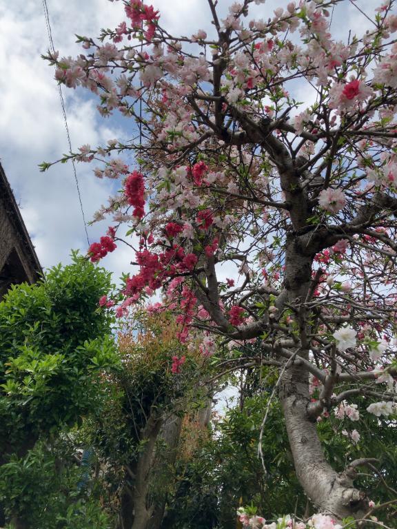 こんばんは！｜写メ日記｜まゆみ｜品川・五反田 一般デリヘル 熟女の風俗最終章 品川店