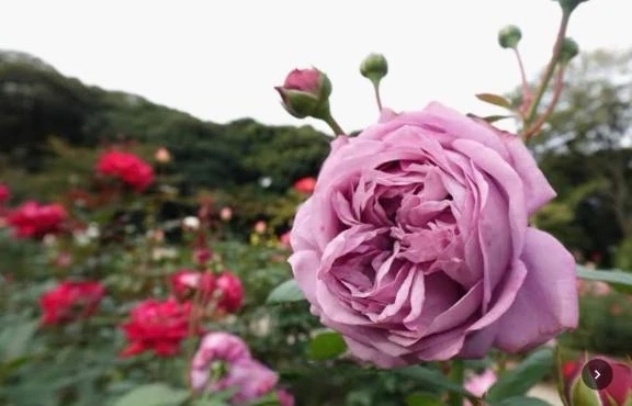 ありがとう❤️｜写メ日記｜くみ｜品川・五反田 一般デリヘル 熟女の風俗最終章 品川店