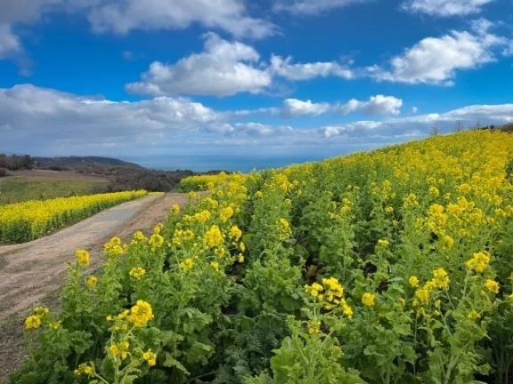 お誘い、お待ちしてます｜写メ日記｜くみ｜品川・五反田 一般デリヘル 熟女の風俗最終章 品川店