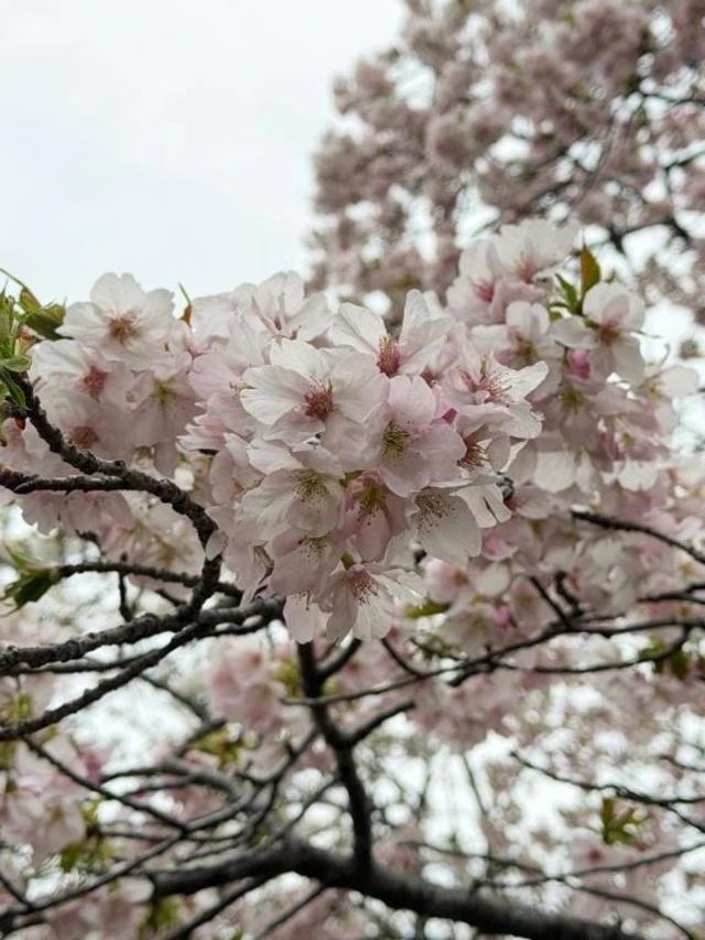 こんにちは｜写メ日記｜くみ｜品川・五反田 一般デリヘル 熟女の風俗最終章 品川店
