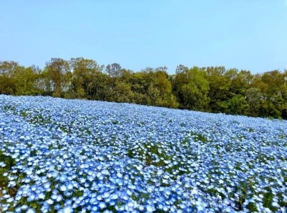 本日、出勤さします｜写メ日記｜くみ｜品川・五反田 一般デリヘル 熟女の風俗最終章 品川店