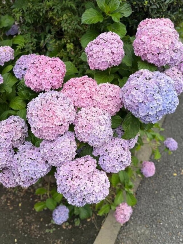事前予約ありがとうございます♥️｜写メ日記｜くみ｜品川・五反田 一般デリヘル 熟女の風俗最終章 品川店