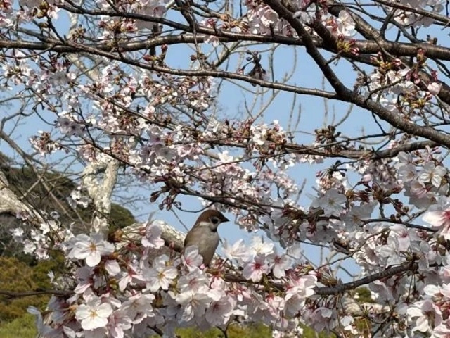 こんばんは(o^^o)｜写メ日記｜ねい｜品川・五反田 一般デリヘル 熟女の風俗最終章 品川店