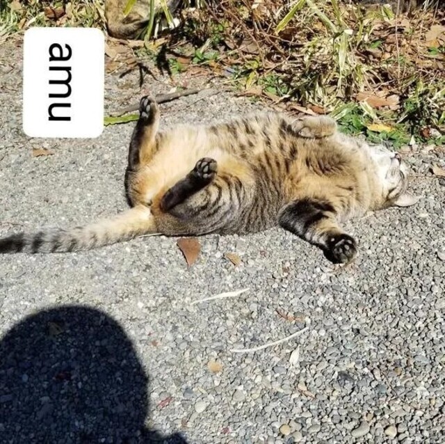 柔肌ムチ腿熟女｜写メ日記｜あむ｜品川・五反田 一般デリヘル 熟女の風俗最終章 品川店