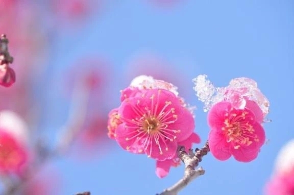 新年のご挨拶、今年もまったり癒やします｜写メ日記｜つぼみ｜品川・五反田 一般デリヘル 熟女の風俗最終章 品川店