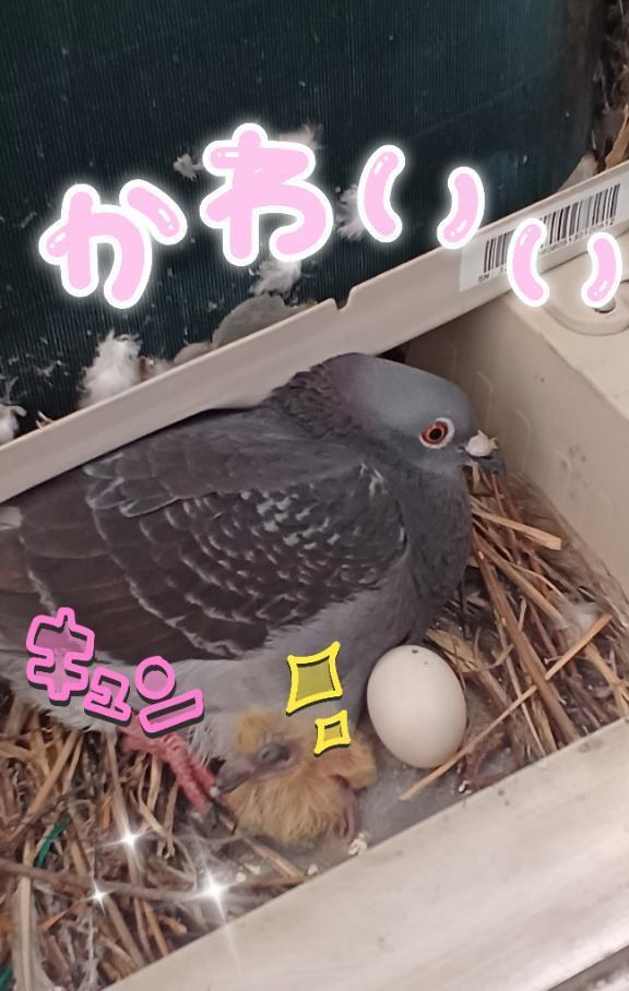 知人のマンションの、ベランダに、鳩の親子👪️｜写メ日記｜せりか｜品川・五反田 一般デリヘル 熟女の風俗最終章 品川店