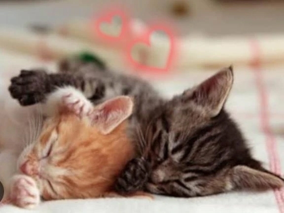 冬の朝は、布団からいつまでも出たくない😵💦本日出勤ですよ💕｜写メ日記｜せりか｜品川・五反田 一般デリヘル 熟女の風俗最終章 品川店