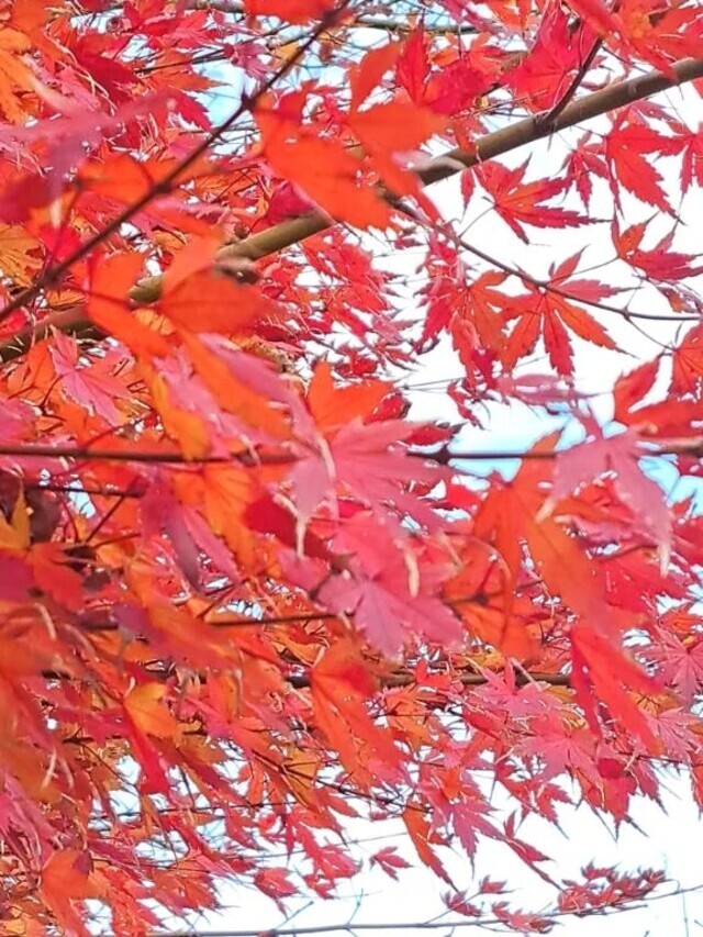 こんにちは。｜写メ日記｜ゆの｜品川・五反田 一般デリヘル 熟女の風俗最終章 品川店