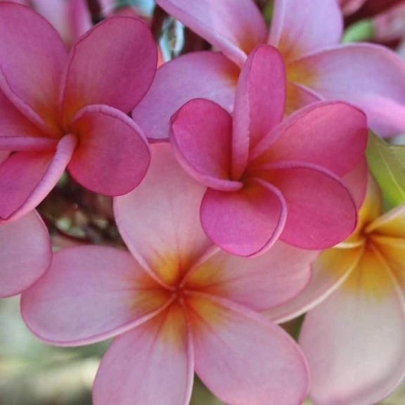 御新規様、ありがとう御座いました。