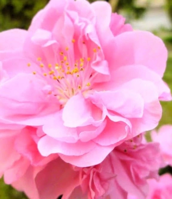 本指名、ありがとう御座いました。