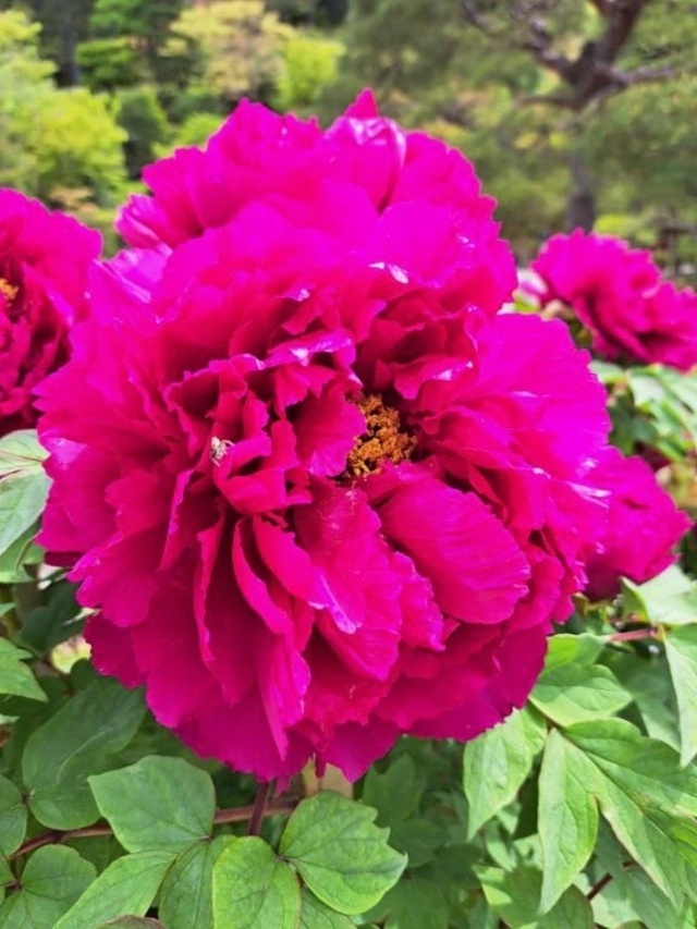 ありがとう御座いました。｜写メ日記｜ゆの｜品川・五反田 一般デリヘル 熟女の風俗最終章 品川店