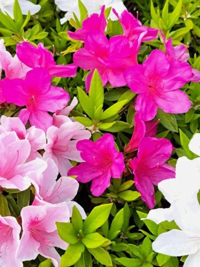 ありがとう御座いました。