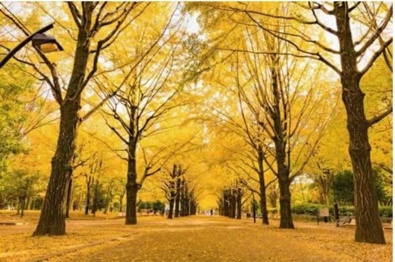 おはよっ😊｜写メ日記｜みこと｜品川・五反田 一般デリヘル 熟女の風俗最終章 品川店