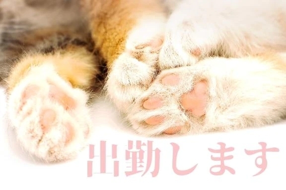 おはよう☺️｜写メ日記｜みこと｜品川・五反田 一般デリヘル 熟女の風俗最終章 品川店