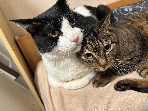 出勤します！｜写メ日記｜あんず｜品川・五反田 一般デリヘル 熟女の風俗最終章 品川店